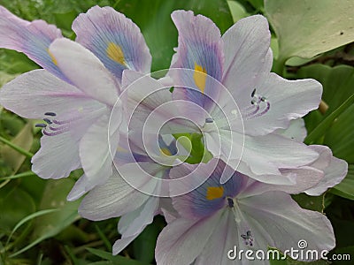 The water hyacinth & x28;Eichhornia crassipesÂ & x28;Mart.& x29; Solms& x29; Stock Photo